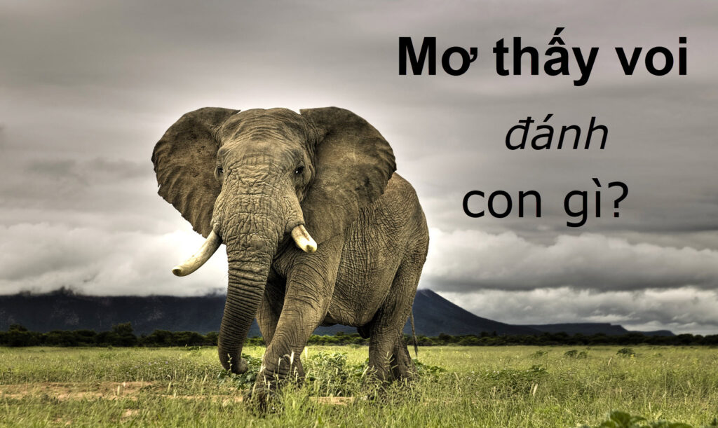 Mơ thấy voi đánh con số gì chuẩn xác trúng thưởng lớn nhất 2023